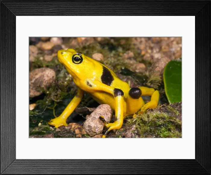 Framed Print : Harlequin Toad Framed Print : Harlequin Toad