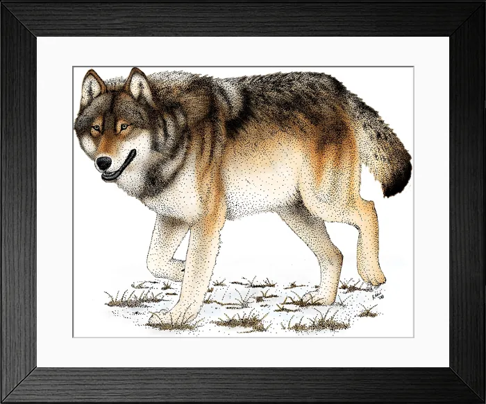 Framed Print : Gray or Timber Wolf Framed Print : Gray or Timber Wolf
