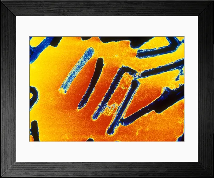 Framed Print : Marburg Virus (TEM) Framed Print : Marburg Virus (TEM)