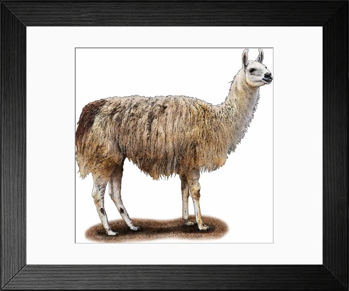 Framed Print : Domestic Llama