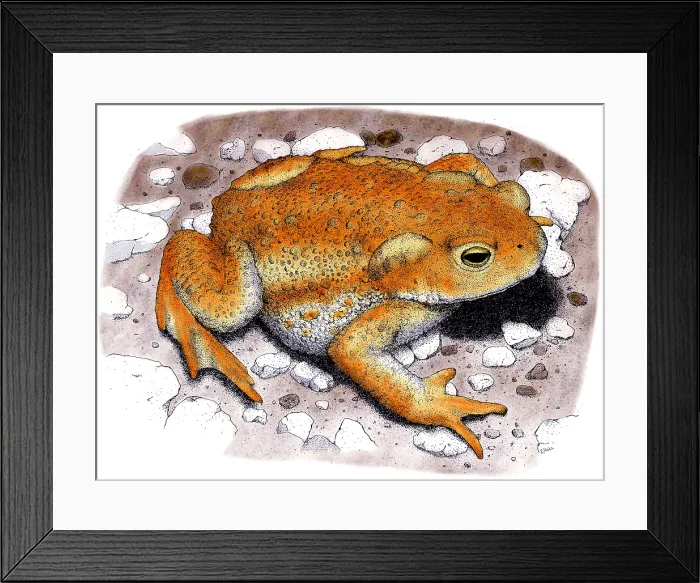 Framed Print : American Toad Framed Print : American Toad