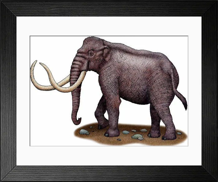 Framed Print : Columbian mammoth Framed Print : Columbian mammoth