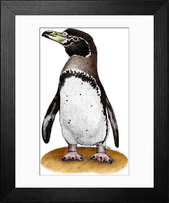 Framed Print : Magellanic Penguin Framed Print : Magellanic Penguin
