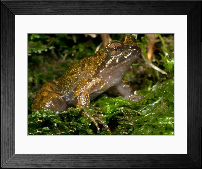 Framed Print : Mehuin Green Frog Framed Print : Mehuin Green Frog