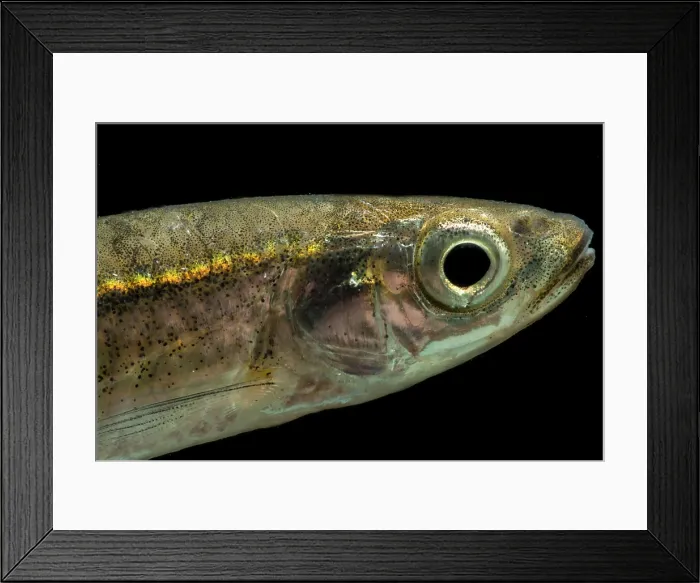Framed Print : Highland Shiner (Notropis micropteryx) Framed Print : Highland Shiner (Notropis micropteryx)