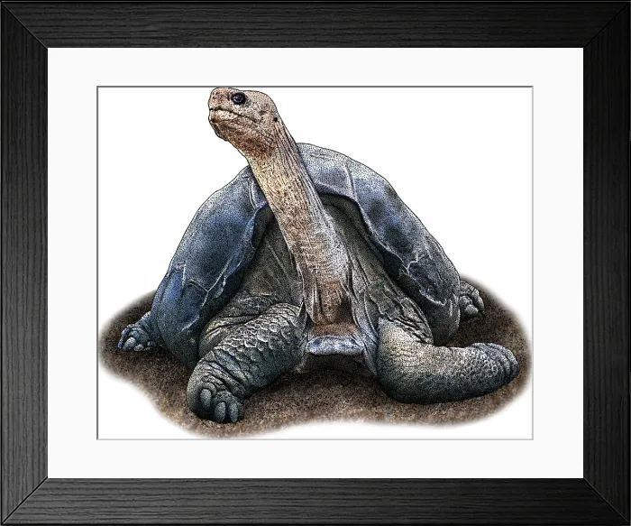 Framed Print : Pinta Island Tortoise Framed Print : Pinta Island Tortoise