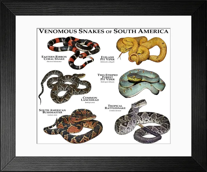 Framed Print : Venomous Snakes of South America Framed Print : Venomous Snakes of South America