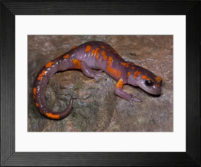 Framed Print : Painted Ensatina Salamander
