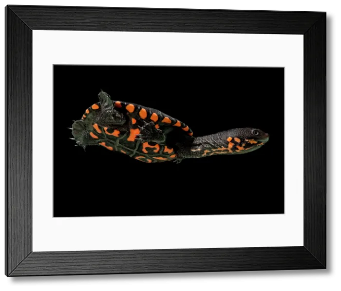 Framed Print : Hatchling Timor Island Snake Neck Turtle (Chelodina timorensis)