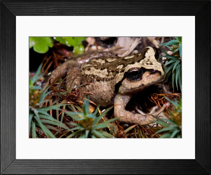 Framed Print : Alsodes igneus Framed Print : Alsodes igneus