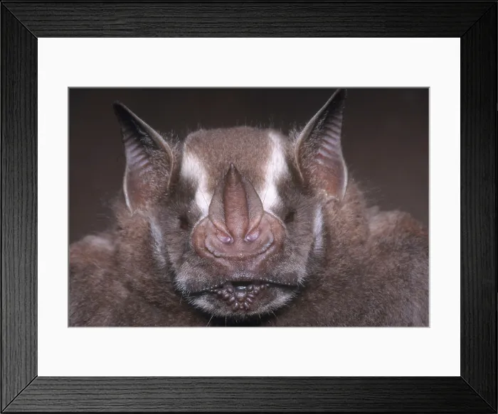 Framed Print : Jamaican Fruit Bat Framed Print : Jamaican Fruit Bat