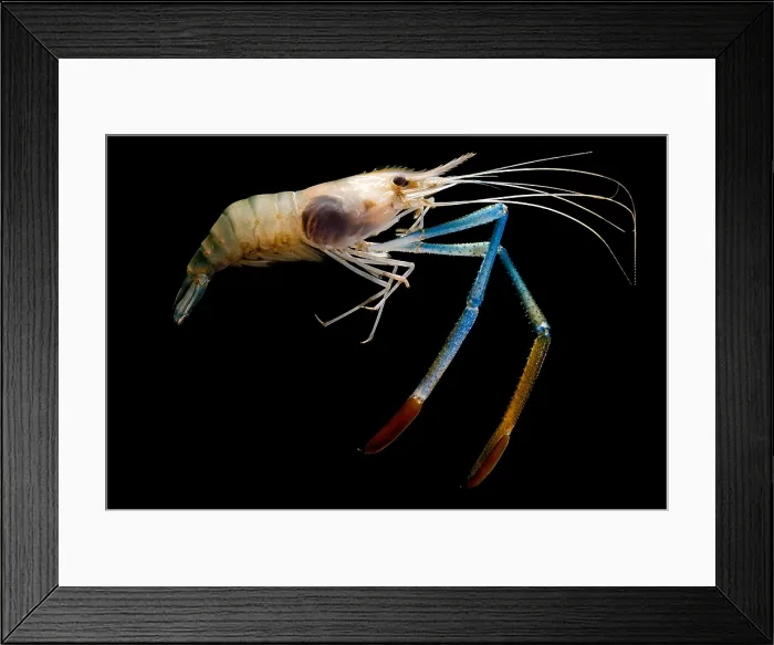 Framed Print : Giant Freshwater Prawn Framed Print : Giant Freshwater Prawn