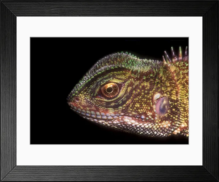 Framed Print : Brown Wood Lizard Framed Print : Brown Wood Lizard