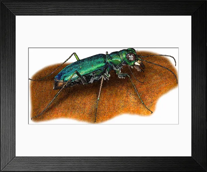 Framed Print : Punctured Tiger Beetle Framed Print : Punctured Tiger Beetle