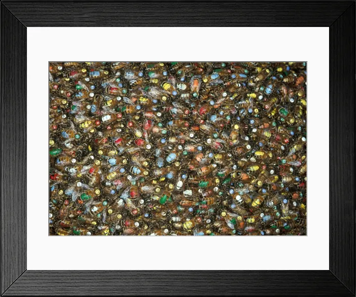 Framed Print : Tagged Honey Bees Framed Print : Tagged Honey Bees