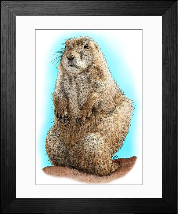 Framed Print : Black-Tailed Prairie Dog