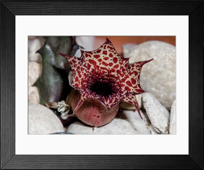 Framed Print : Carrion Flower (Huernia hislopii kapugua)