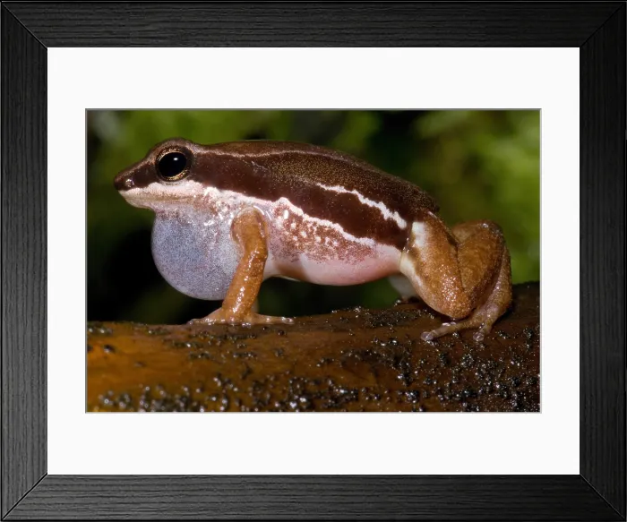 Framed Print : Pratt's rocket frog Framed Print : Pratt's rocket frog