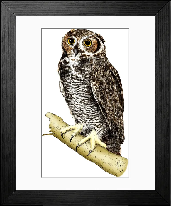 Framed Print : Great Horned Owl Framed Print : Great Horned Owl