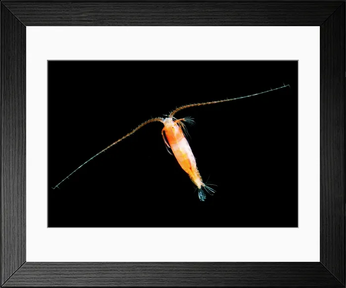 Framed Print : Mesopelagic Copepod