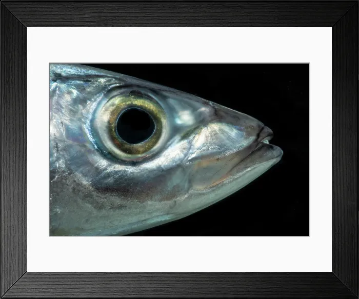 Framed Print : Redtail Scad (Decapterus tabl) Framed Print : Redtail Scad (Decapterus tabl)