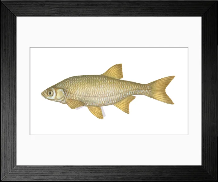 Framed Print : Golden Shiner Fish, Illustration