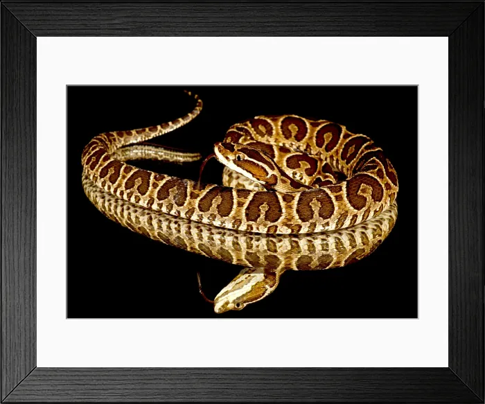 Framed Print : A Juvenile Urutu Viper Framed Print : A Juvenile Urutu Viper