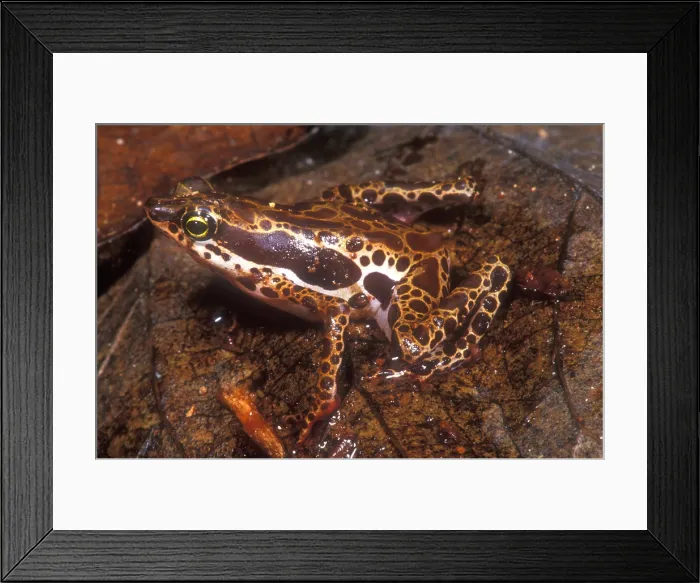 Framed Print : Harlequin Frog