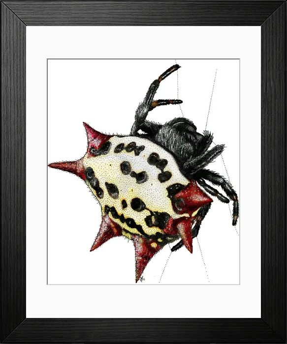 Framed Print : Spiny-Backed Orb Weaver Spider