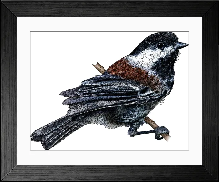Framed Print : Chestnut Backed Chickadee Framed Print : Chestnut Backed Chickadee