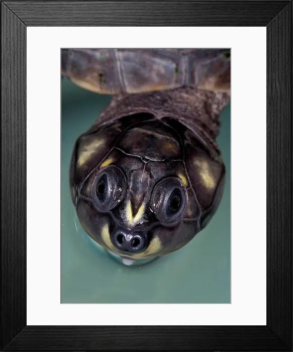 Framed Print : Six-tubercled River Turtle Framed Print : Six-tubercled River Turtle