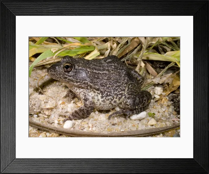 Framed Print : Gopher Frog Framed Print : Gopher Frog