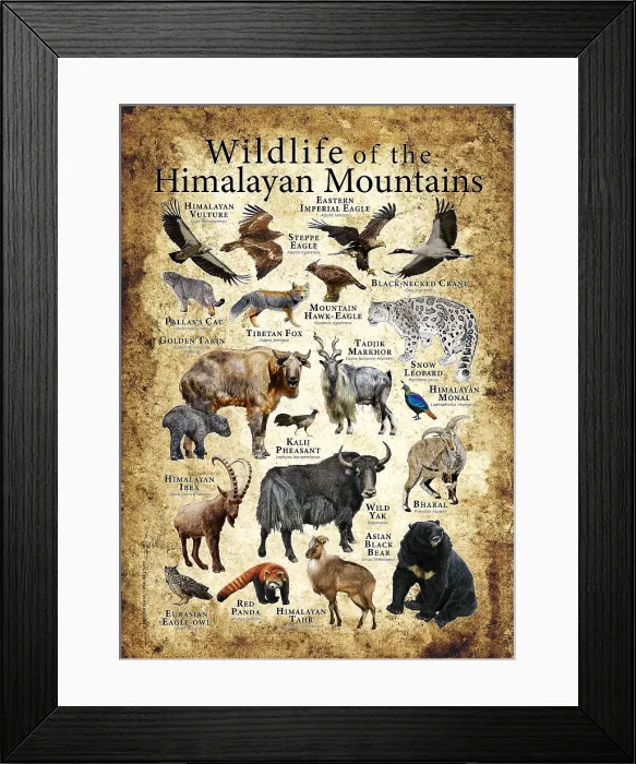 Framed Print : Wildlife of the Himalayan Mountains