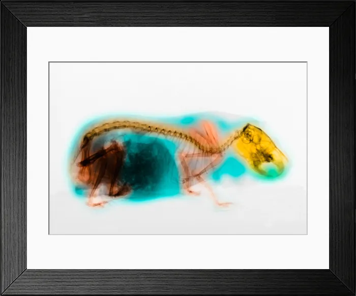 Framed Print : X-Ray of Guinea Pig Framed Print : X-Ray of Guinea Pig
