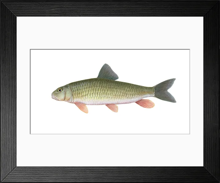 Framed Print : Golden Redhorse (Moxostoma erythrurum) Framed Print : Golden Redhorse (Moxostoma erythrurum)