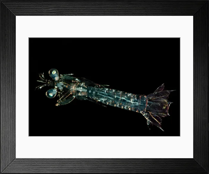 Framed Print : Larval Mantis Shrimp (Stomatopoda sp.) Framed Print : Larval Mantis Shrimp (Stomatopoda sp.)