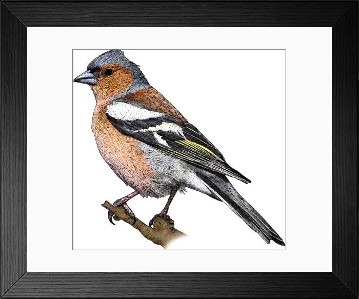 Framed Print : Common Chaffinch Framed Print : Common Chaffinch