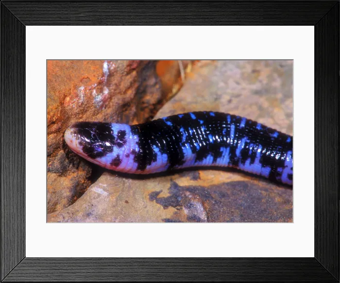 Framed Print : Speckled Worm Lizard Framed Print : Speckled Worm Lizard