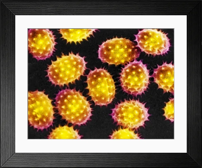 Framed Print : Sunflower Pollen Grains