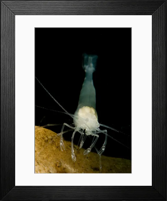 Framed Print : Texas Cave Shrimp Framed Print : Texas Cave Shrimp