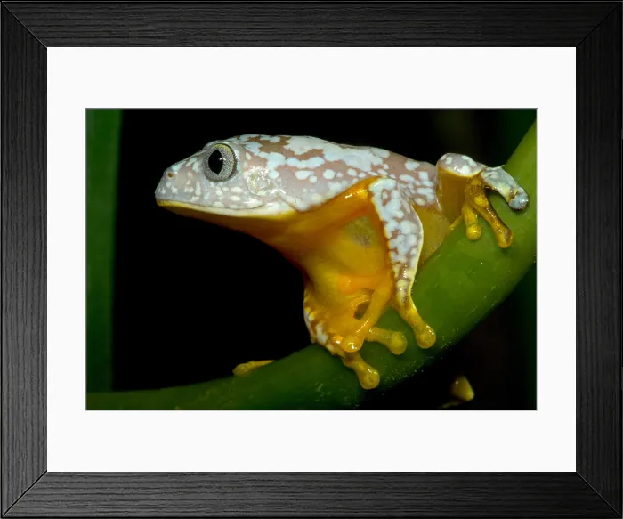 Framed Print : Amazon Leaf Frog Framed Print : Amazon Leaf Frog