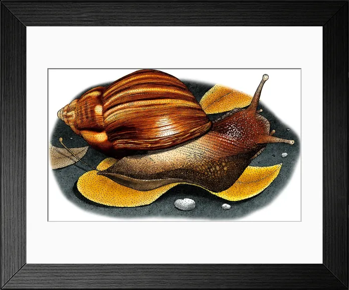 Framed Print : Hawaiian Tree Snail Framed Print : Hawaiian Tree Snail