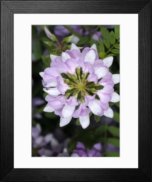 Framed Print : Crown Vetch Framed Print : Crown Vetch