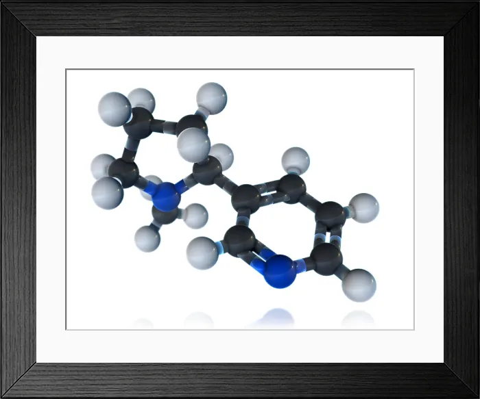 Framed Print : Nicotine Molecular Model Framed Print : Nicotine Molecular Model