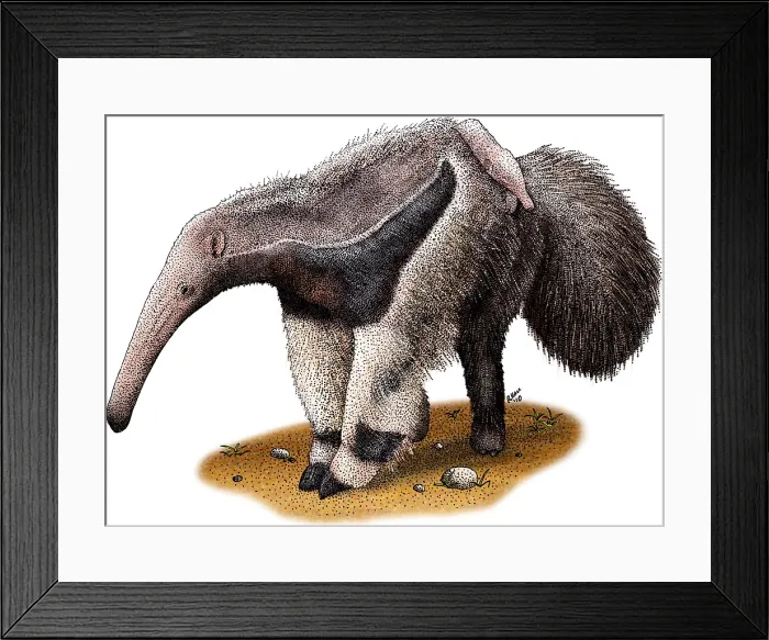 Framed Print : Giant Anteater Framed Print : Giant Anteater