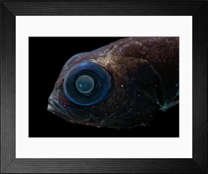 Framed Print : Bluntsnout Smooth-head (Xenodermichthys copei) Framed Print : Bluntsnout Smooth-head (Xenodermichthys copei)