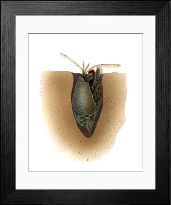 Framed Print : Mole Crab (Family Emerita) Framed Print : Mole Crab (Family Emerita)