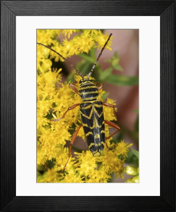 Framed Print : Locust borer beetle Framed Print : Locust borer beetle