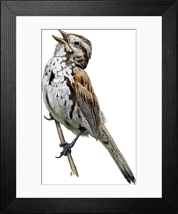 Framed Print : Song Sparrow Framed Print : Song Sparrow