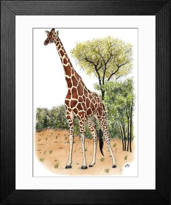 Framed Print : Reticulated Giraffe